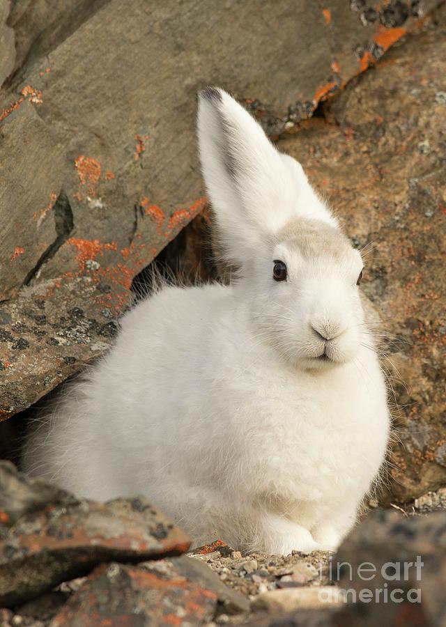 Arctic Hares Photograph by Andy Davies/science Photo Library