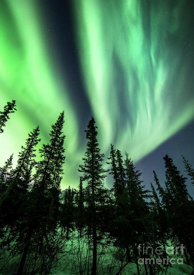 Arctic Landscape With Trees And Aurora Photograph by Chris Madeley/science Photo Library