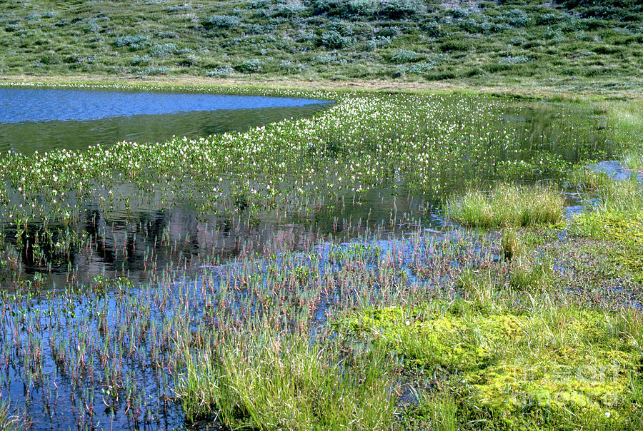 Arctic Pond Photograph by W J Higgs/science Photo Library