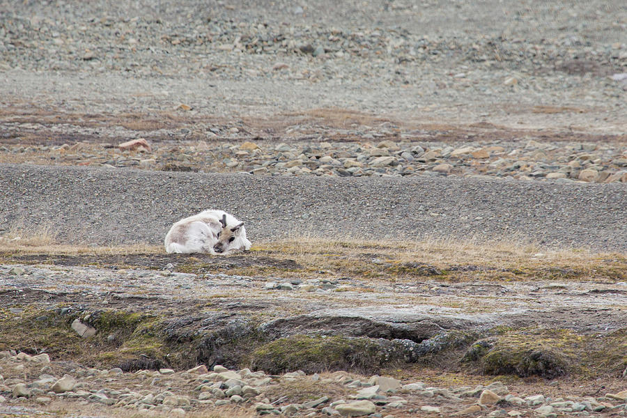 Arctic Reindeer Photograph by Lauri Novak