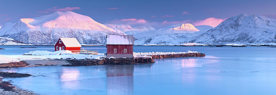 Winter Photograph - Arctic Rorbeur by Antonyspencer