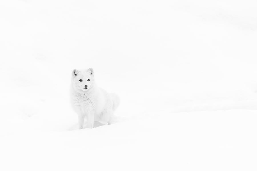 Wildlife Photograph - Arctic Solitude by Gustavo Costa