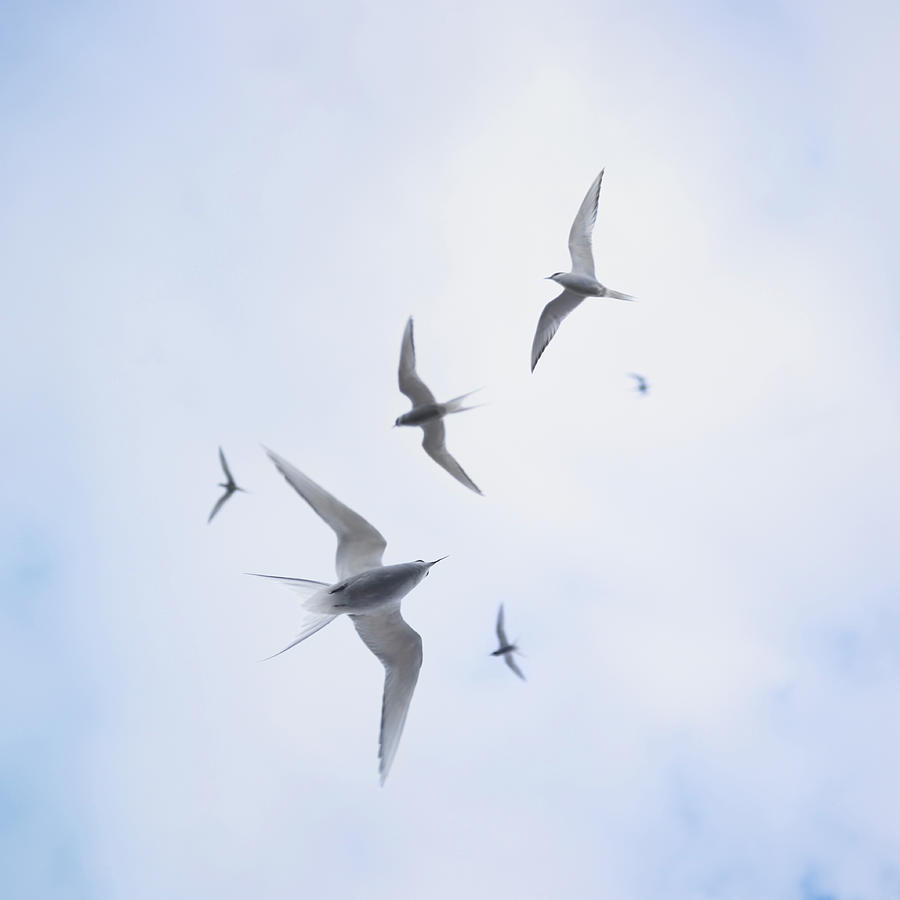 Seagull Photograph - Arctic Sterns Flying In Cloudy Sky by Aurelie And Morgan David De Lossy