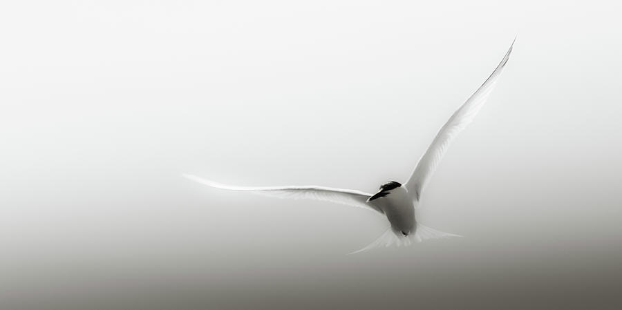 Arctic Tern Bird Photograph by Stuart Leche