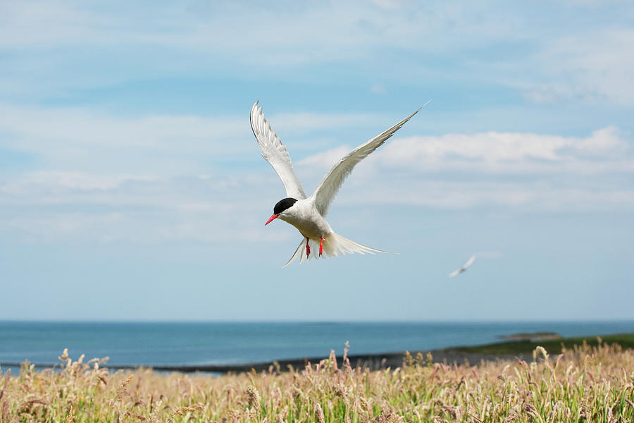 Flying Digital Art - Arctic Tern Flying, Farne Islands, Northumberland, England by Glyn Thomas