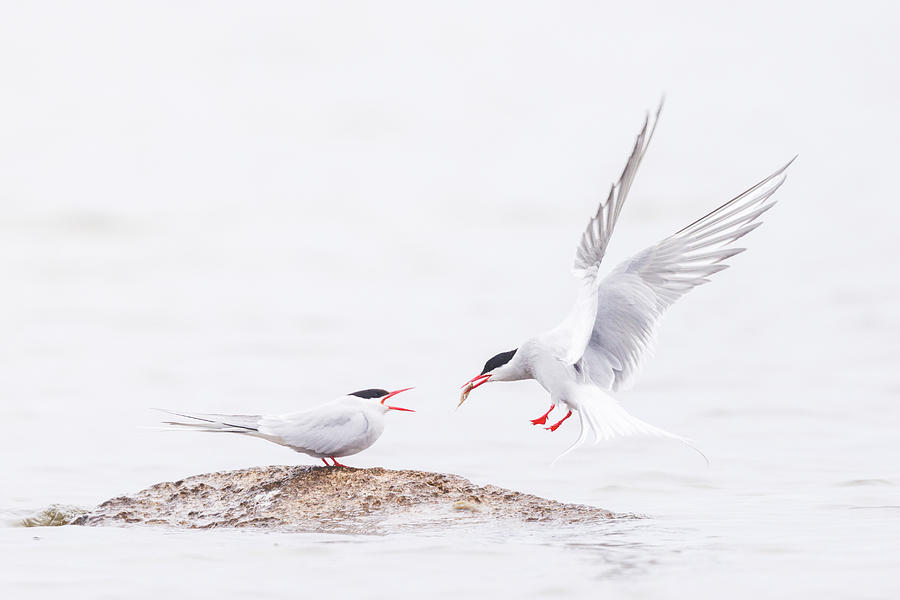 Wildlife Photograph - Arctic Tern Handing Over A Fish by Magnus Renmyr