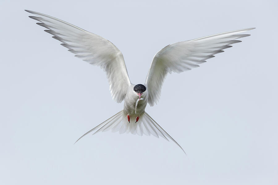 Arctic Tern Hovering Above Nest With Fish In Beak. Troms Photograph by ...