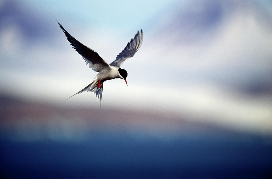 Arctic Tern Hovering Photograph by Mike Hill
