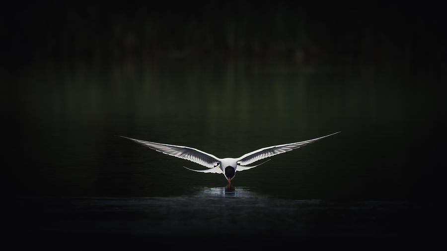 Wildlife Photograph - Arctic Tern Hunting Insects by Magnus Renmyr