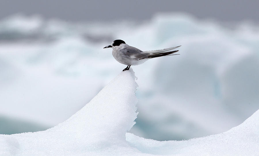 Arctic Tern On Ice Berg, Ice Floe In The Southern Ocean, 180 Miles ...