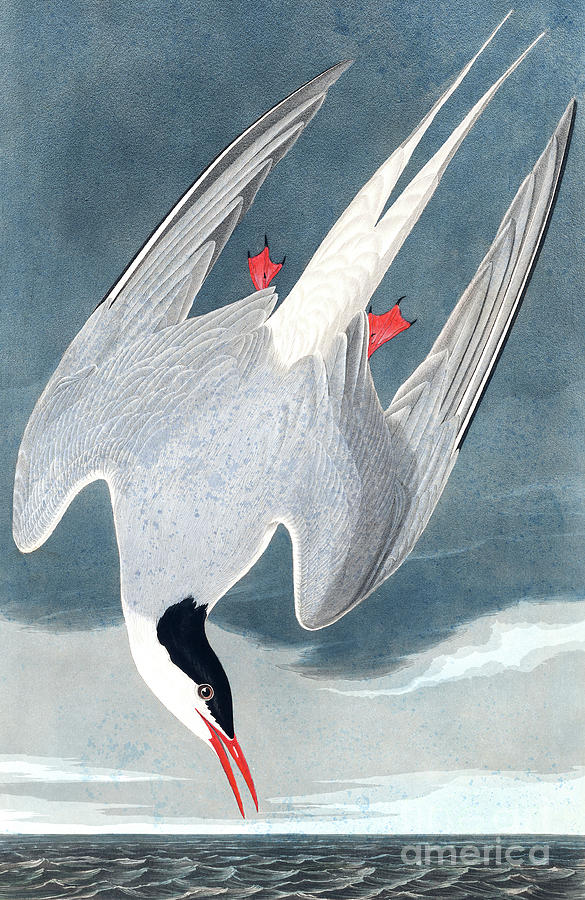Arctic Tern, Sterna Paradisaea by Audubon Painting by John James Audubon