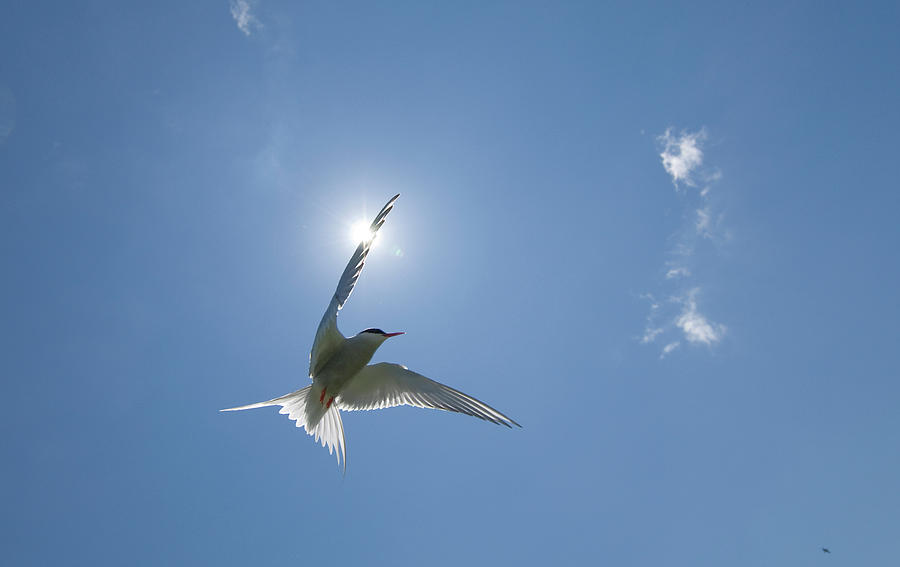 Arctic Tern Sterna Paradisaea In Photograph by Mike Powles
