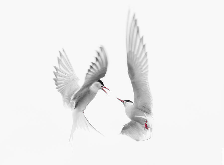 Bird Photograph - Arctic Terns by Fabs Forns