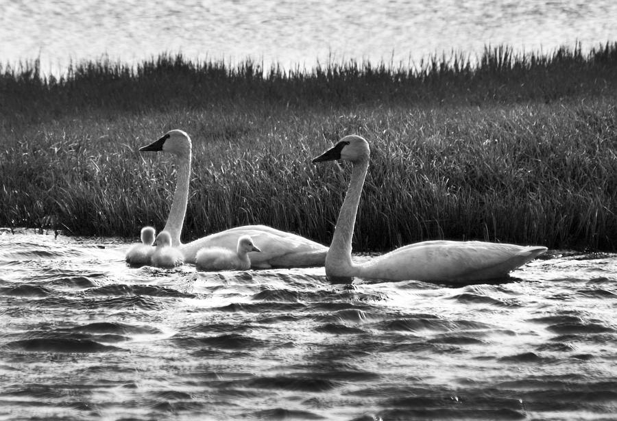 Arctic Tundra Swans and Cygnets Photograph by Anthony Jones
