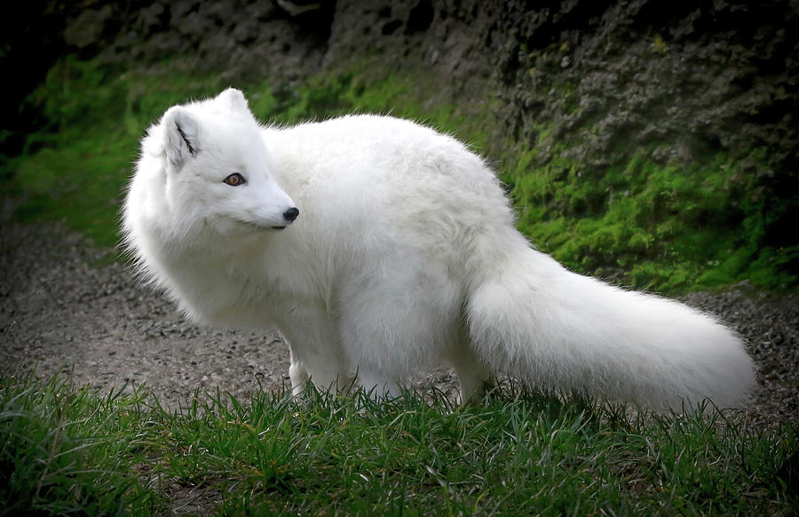 Arctic White Fox Winter Coat Photograph by Athena Mckinzie