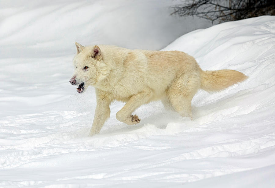 Arctic Wolf Photograph by Art Cole