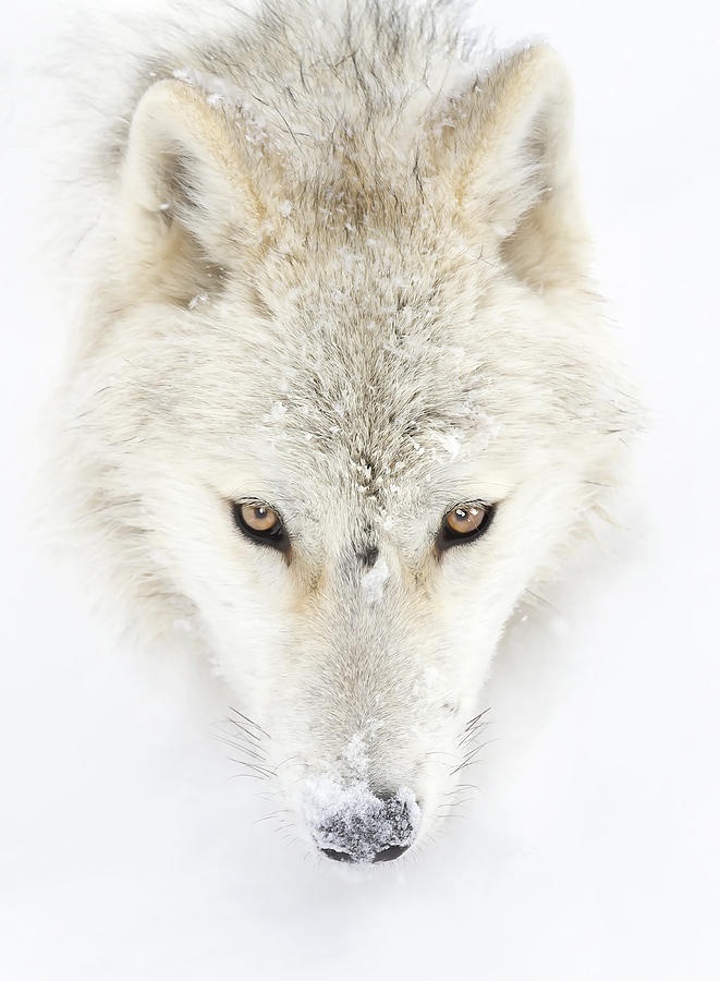 Winter Photograph - Arctic Wolf Closeup by Jim Cumming