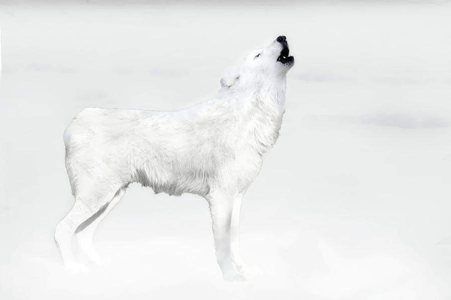 Wildlife Photograph - Arctic Wolf Howling by Jeannee Gannuch