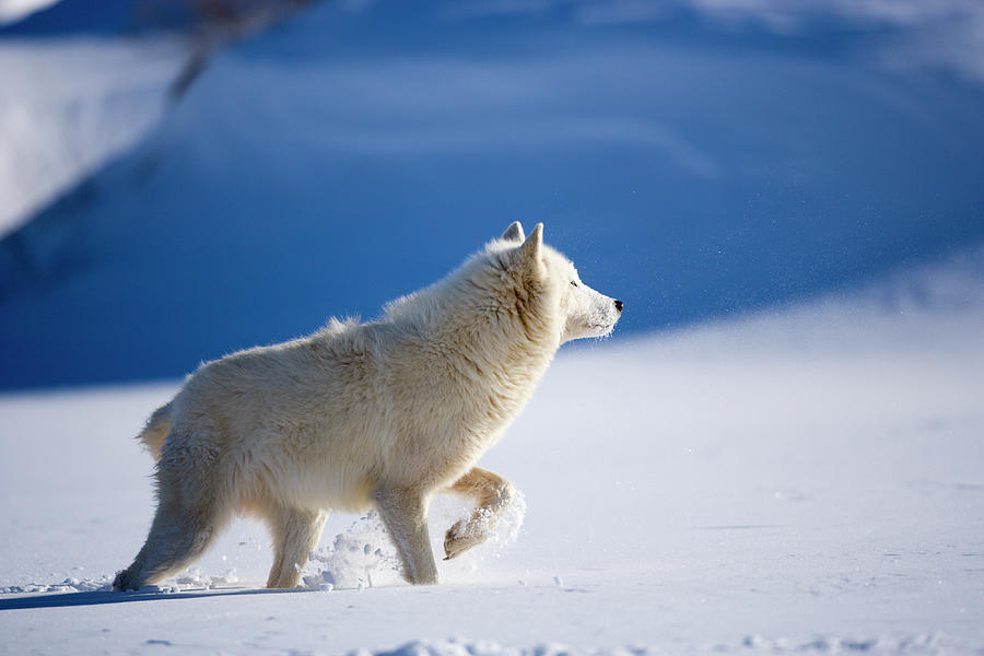 Arctic Wolf In Deep Snow Of Winter Photograph by Jimkruger