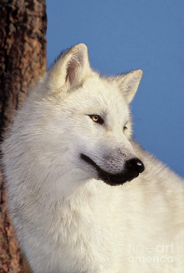 Arctic Wolf Portrait wildlife rescue Photograph by Dave Welling