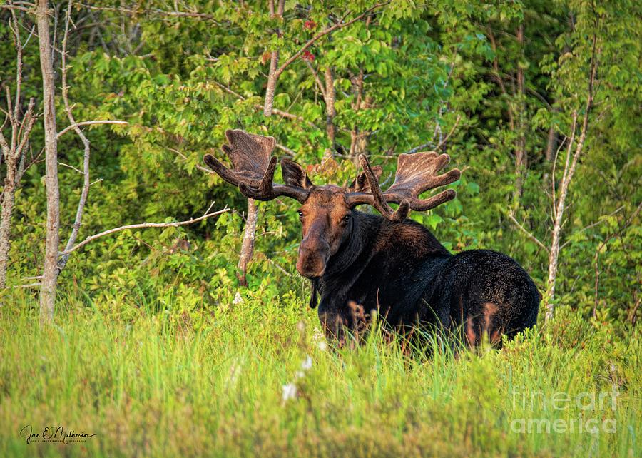 Are You Following Me - Bull Moose Photograph
