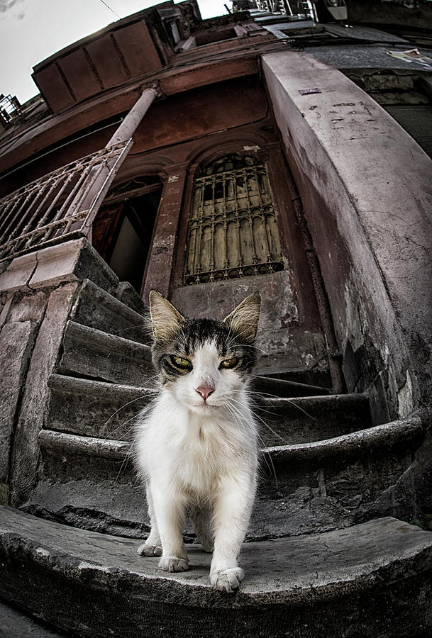 Cat Photograph - Are You Looking Someone? by Devrim nl