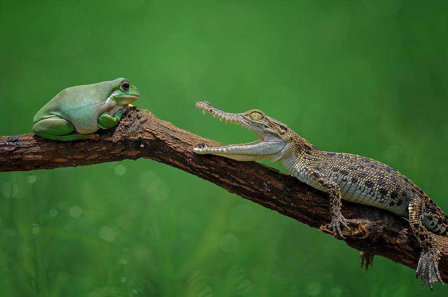 Animal Photograph - Are You Ready? by Edy Pamungkas