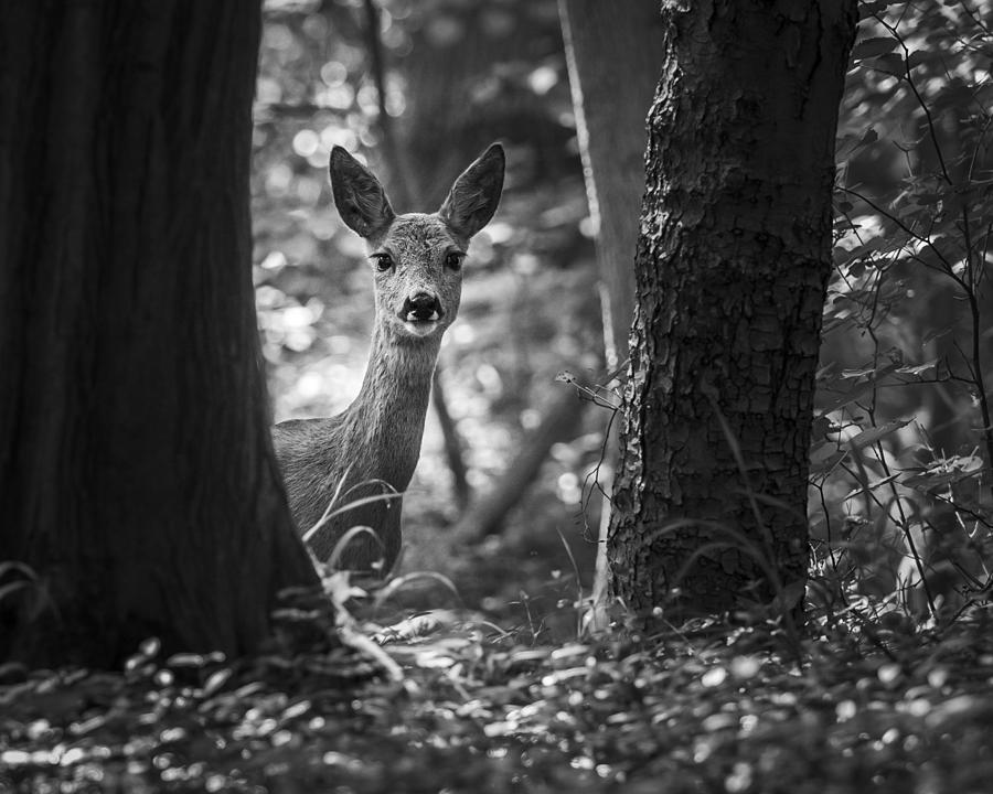 Are You That Somebody? Photograph by Andy Dauer - Fine Art America