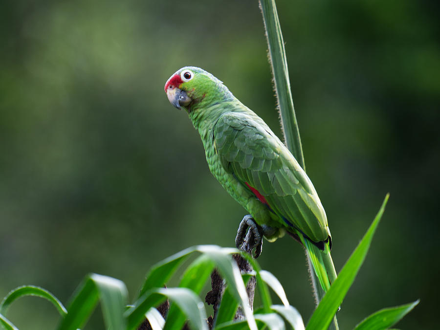 Parrot Photograph - Are You With Me? by Xuemei Qin