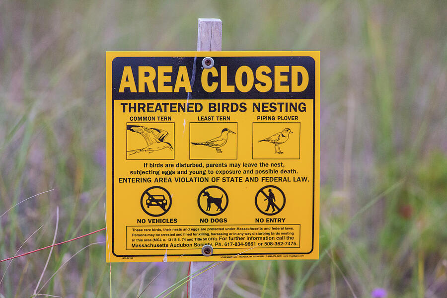 Area Closed Sign, Due To Nesting Birds Including Common Photograph by Phil Savoie / Naturepl.com Area Closed Sign, Due To Nesting Birds Including Common Photograph by Phil Savoie / Naturepl.com