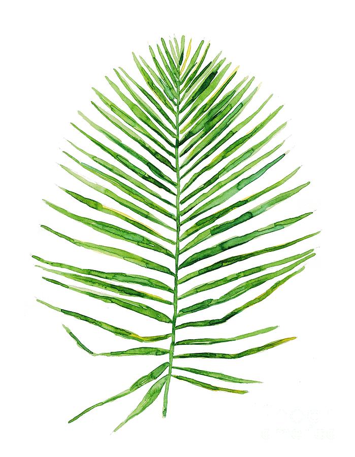 Areca Palm Leaf Watercolor Art Painting By Maryna Salagub