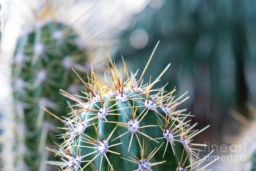 Argentinean cactus Acanthocalycium spiniflirum Photograph by Marina Usmanskaya