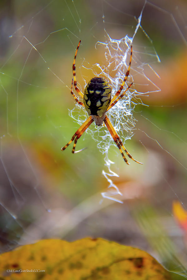 Argiope Spider Photograph by LeeAnn McLaneGoetz McLaneGoetzStudioLLCcom