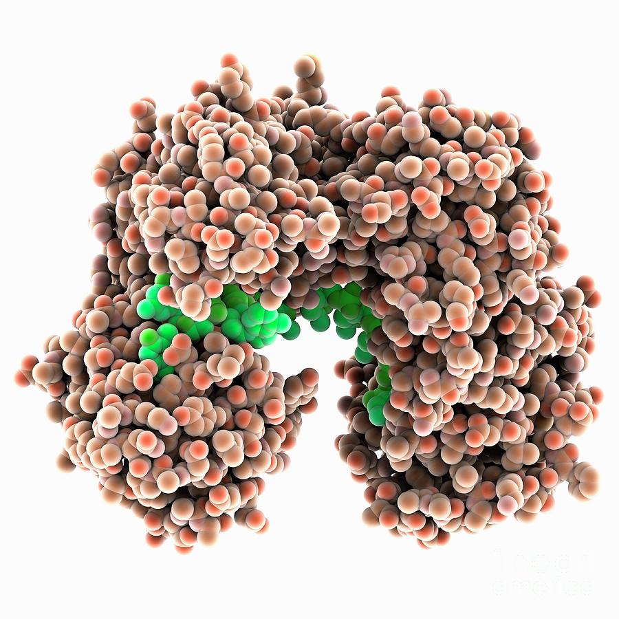 Argonaute Protein With Guide Dna Photograph by Laguna Design/science