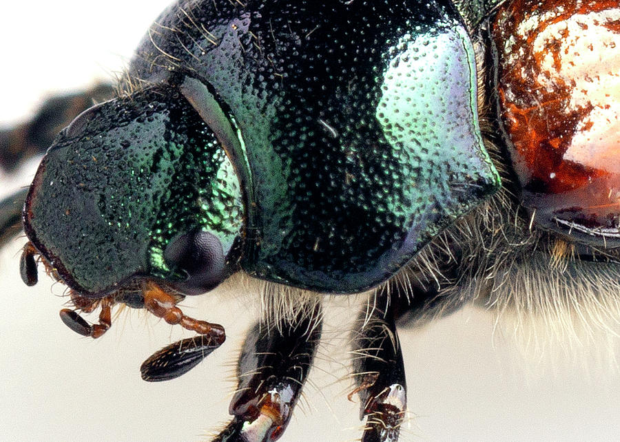 Argonum beetle close-up Photograph by Paul Cowan