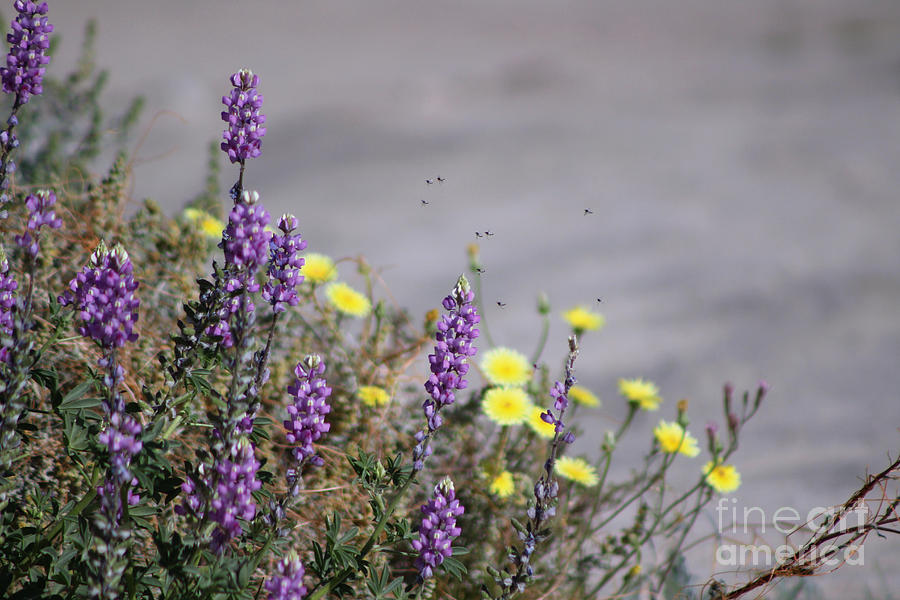 Arial Raid on Flowers Coachella Preserve Photograph by Colleen Cornelius