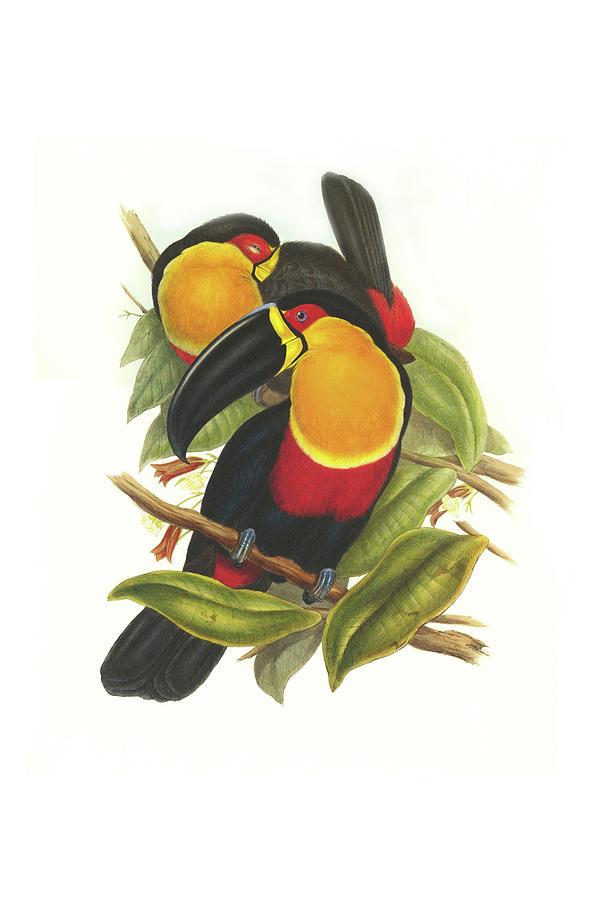 Ariel Toucan Painting by John Gould