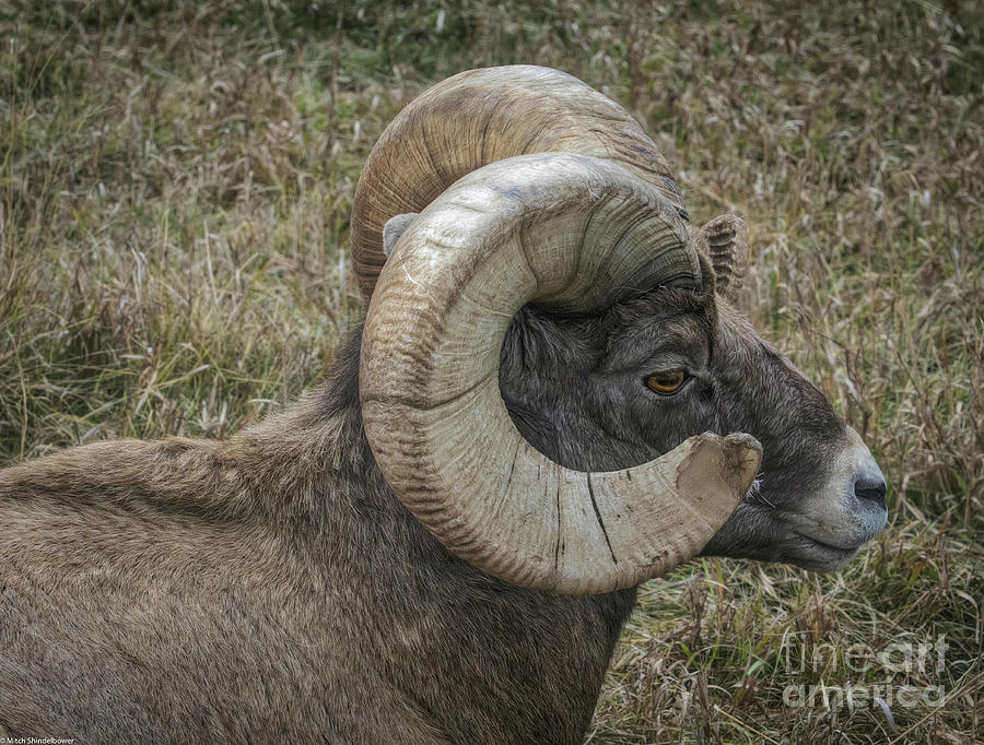 Aries The Ram Photograph by Mitch Shindelbower