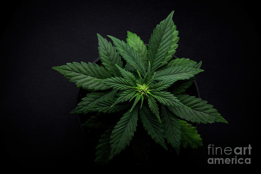 Arijuana Leaves On A Black Background Photograph by Yarygin