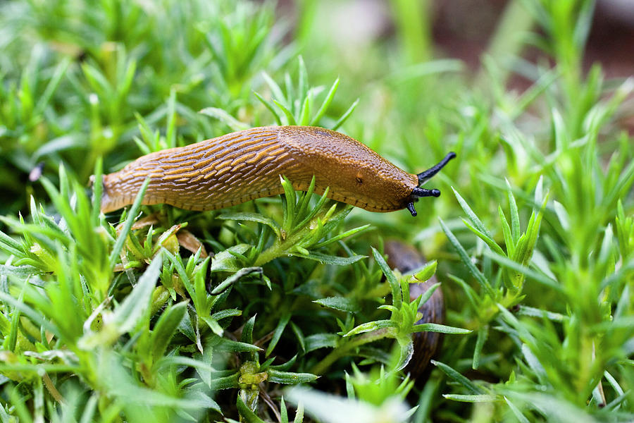 Arion Rufus brown Slug Photograph by Konrad Wothe - Fine Art America