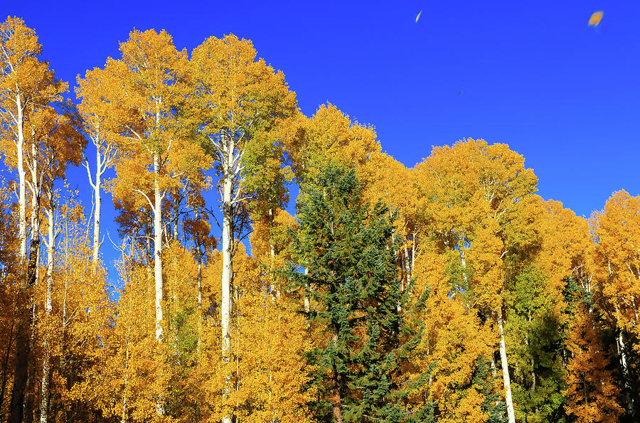 Arizona Aspens and Blowing Leaves Photograph by Dawn Richards