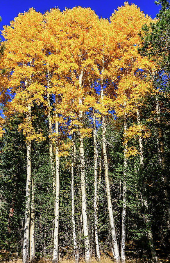 Arizona Aspens in Fall 3 Photograph by Dawn Richards