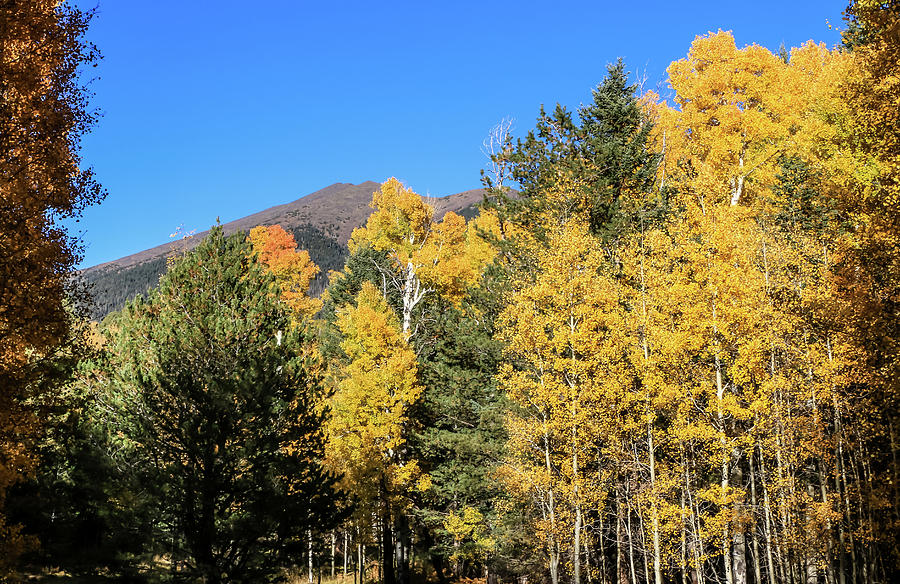Arizona Aspens with Mountains Photograph by Dawn Richards