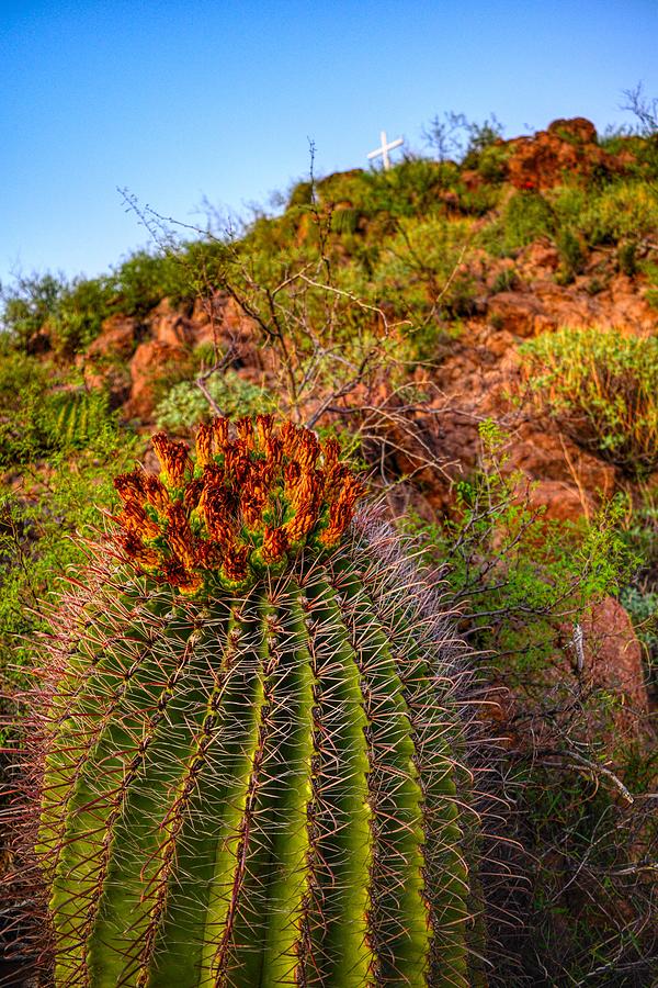 Arizona Barrel Cactus Photograph by Chance Kafka