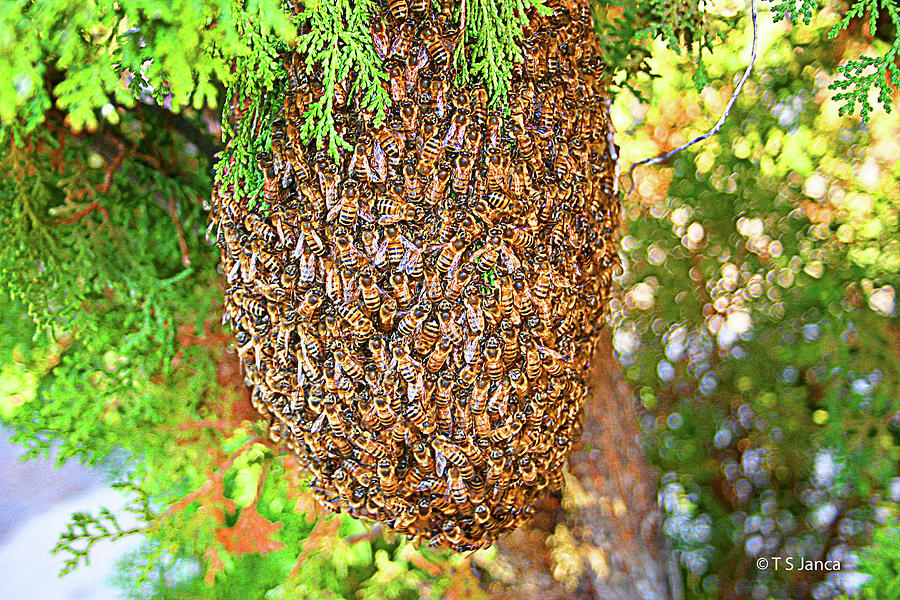 Arizona Bee Swarm  Digital Art by Tom Janca