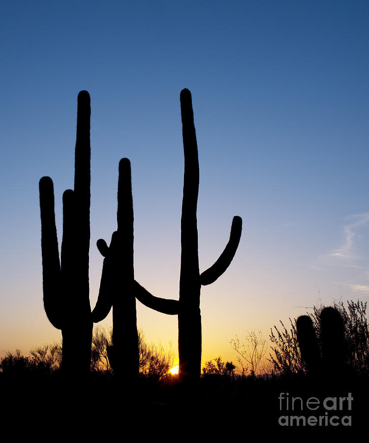Arizona Cacti, 2008 Photograph by Carol Highsmith