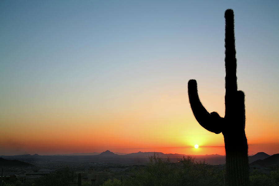 Arizona Cactus At Sunset Photograph by Vlynder