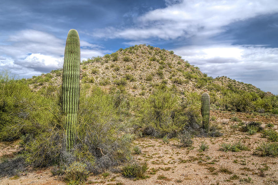 Arizona Cactus Mountains and Clouds Photograph by Ken Wolter | Fine Art ...