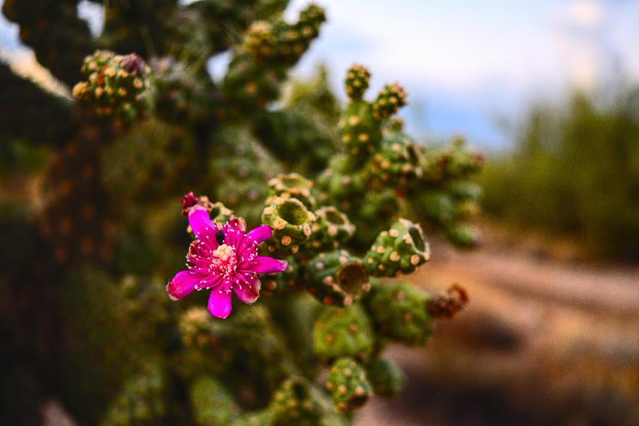 Arizona Cholla Flower Closeup  Photograph by Chance Kafka