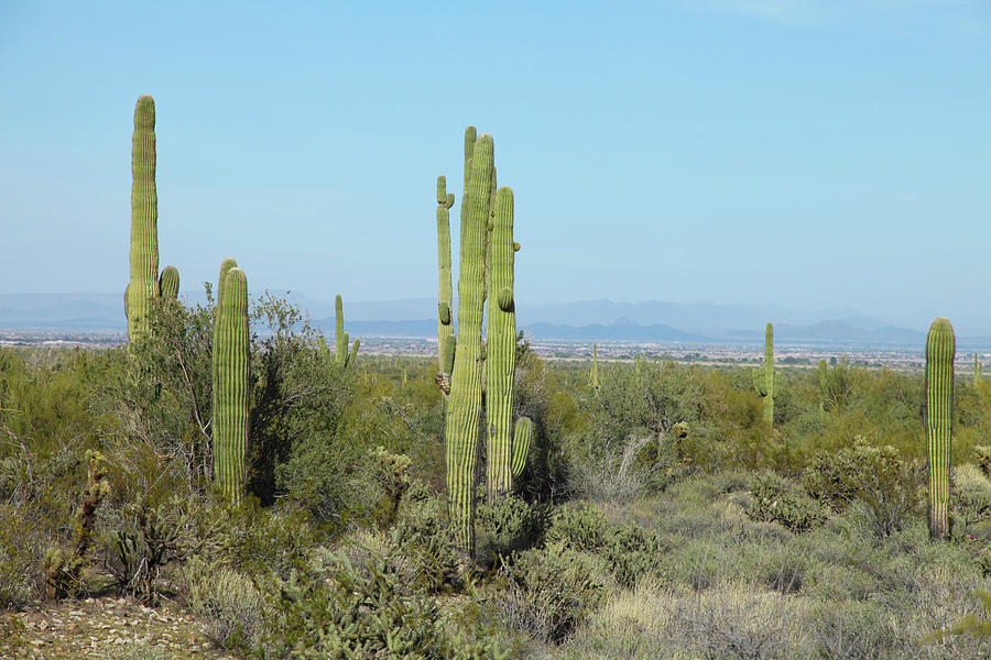 Arizona Countryside Photograph by Incommunicado